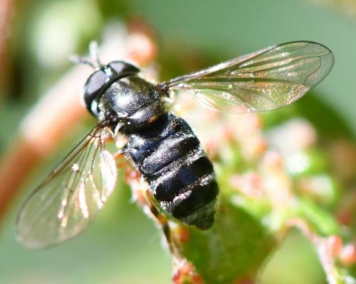 Paragus sp.